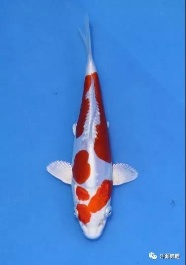 20部菊水25部白写55部绯写60部绯写19尾锦鲤夺得亚军↓12部昭和15部